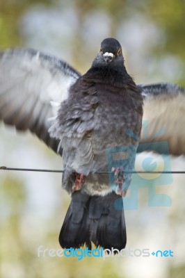 Pigeon Flapping Wings Stock Photo