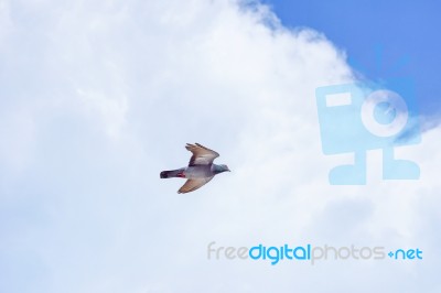 Pigeon Flies In The Blue Sky In A Sunny Day Stock Photo