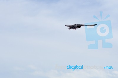 Pigeon Flies In The Blue Sky In A Sunny Day Stock Photo