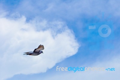 Pigeon Flies In The Blue Sky In A Sunny Day Stock Photo