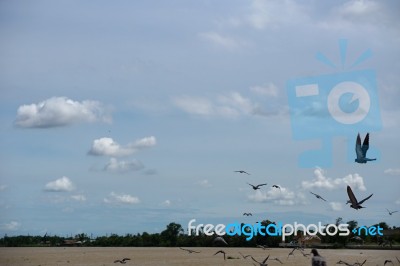 Pigeon Flies In The Blue Sky In A Sunny Day Stock Photo