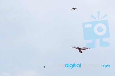 Pigeon Flies In The Blue Sky In A Sunny Day Stock Photo