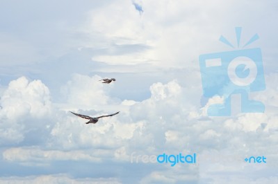 Pigeon Flies In The Blue Sky In A Sunny Day Stock Photo