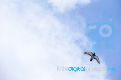 Pigeon Flies In The Blue Sky In A Sunny Day Stock Photo