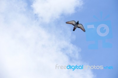 Pigeon Flies In The Blue Sky In A Sunny Day Stock Photo