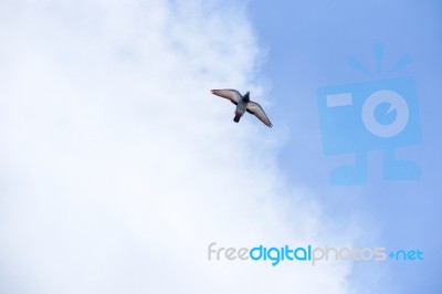 Pigeon Flies In The Blue Sky In A Sunny Day Stock Photo