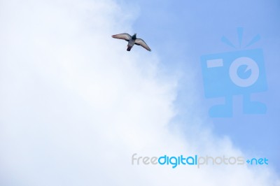 Pigeon Flies In The Blue Sky In A Sunny Day Stock Photo