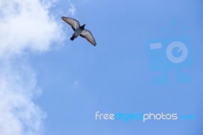 Pigeon Flies In The Blue Sky In A Sunny Day Stock Photo