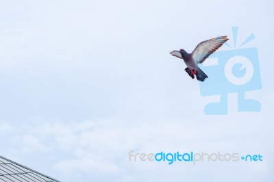 Pigeon Flies In The Blue Sky In A Sunny Day Stock Photo