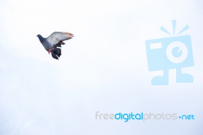 Pigeon Flies In The Blue Sky In A Sunny Day Stock Photo