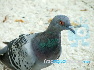 Pigeon In Thailand Stock Photo