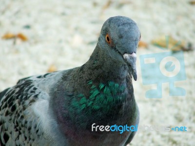 Pigeon In Thailand Stock Photo