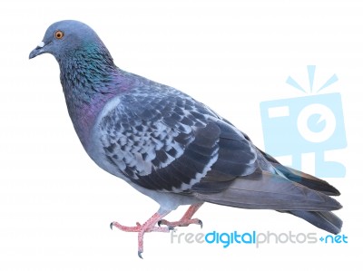 Pigeon Isolated On White Background Stock Photo