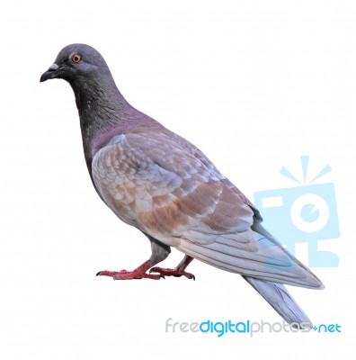 Pigeon Isolated On White Background Stock Photo