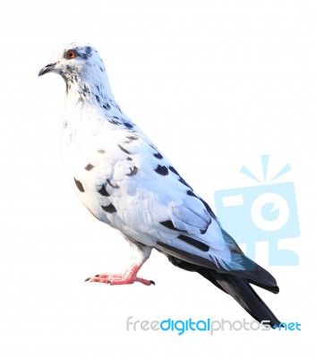 Pigeon Isolated On White Background Stock Photo