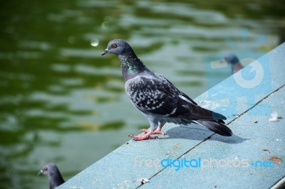 Pigeon On Bench Stock Photo