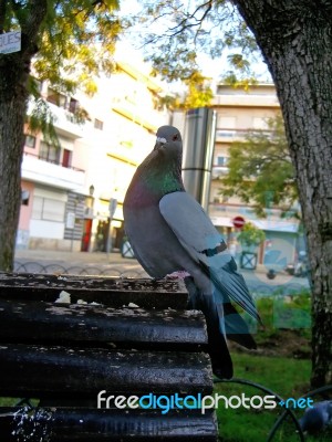 Pigeon On The Bench Stock Photo