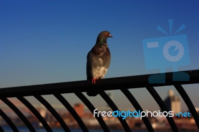 Pigeon On The Boardwalk Stock Photo