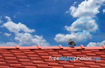 Pigeon On The Roof Stock Photo