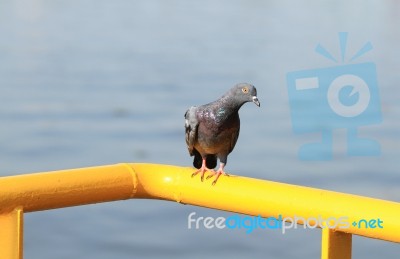 Pigeon Perching On Yellow Metal Bar Stock Photo