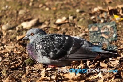 Pigeon Sitting On The Ground Parco Di Monza Italy Stock Photo