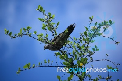 Pigeon Sitting On Tree Branch Stock Photo