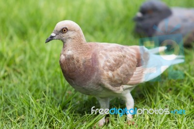 Pigeon Standing On Grass Stock Photo