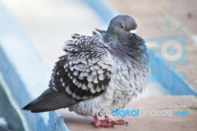 Pigeon With Cold Stock Photo