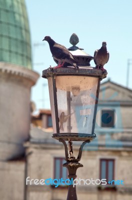 Pigeons In And Out A Lamp Stock Photo