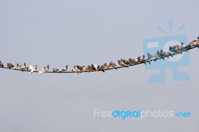 Pigeons On Wire Stock Photo