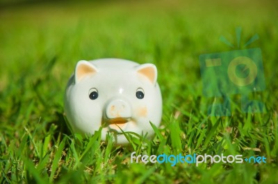 Piggy Bank Stock Photo