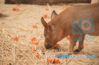 Piglet On The Farm Stock Photo