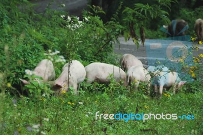 Pigs Family Stock Photo