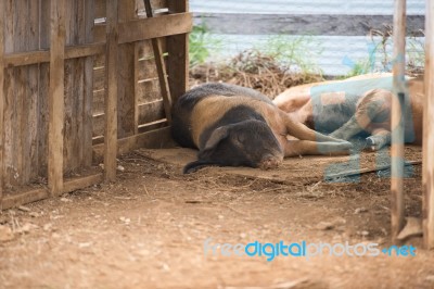 Pigs On The Farm Stock Photo