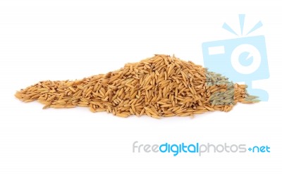 Pile Of Dry Paddy Grain Unmilled Rice Stock Photo