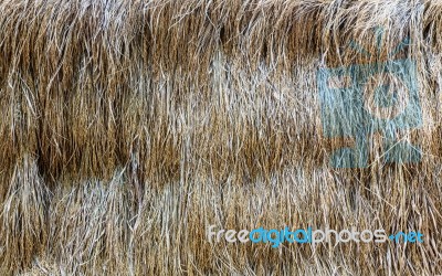 Pile Of Dry Straw With Spike Stock Photo