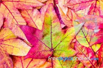 Pile Of Maple Leaves In Fall Colors Stock Photo