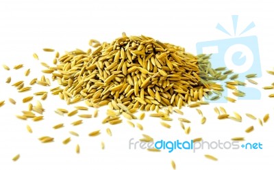 Pile Of Paddy Rice And Rice Seed On The White Background For Isolated Stock Photo