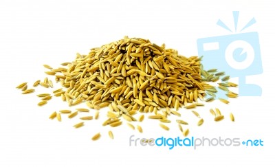 Pile Of Paddy Rice And Rice Seed On The White Background For Isolated Stock Photo