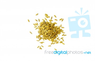 Pile Of Paddy Rice And Rice Seed On The White Background For Isolated Stock Photo