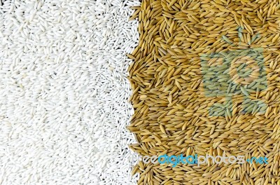 Pile Of Paddy Rice And Rice Seed On The White Background For Isolated Stock Photo