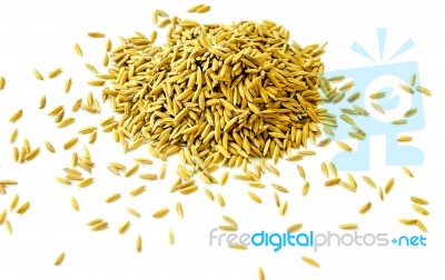 Pile Of Paddy Rice And Rice Seed On The White Background For Isolated Stock Photo