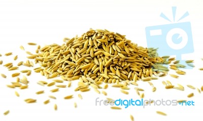 Pile Of Paddy Rice And Rice Seed On The White Background For Isolated Stock Photo