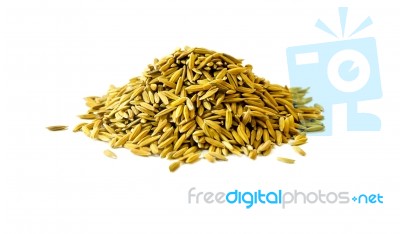 Pile Of Paddy Rice And Rice Seed On The White Background For Isolated Stock Photo