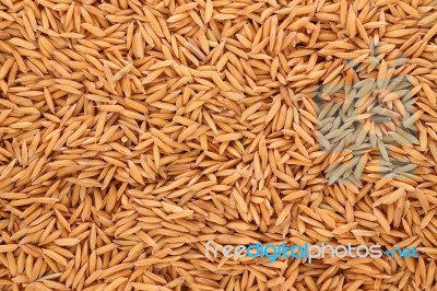 Pile Raw Of Dry Paddy Grain Unmilled Rice Stock Photo