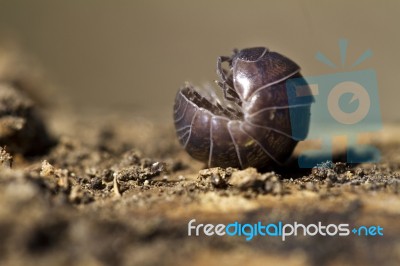 Pill Bug Stock Photo