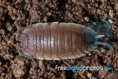 Pillbug On The Dirt Stock Photo