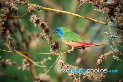 Pin-tailed Parrotfinch Bird Stock Photo