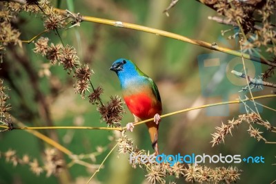 Pin-tailed Parrotfinch Bird Stock Photo