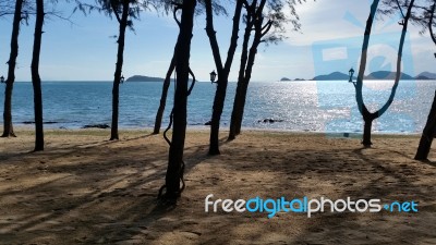 Pine Beach And Sea-scape Stock Photo